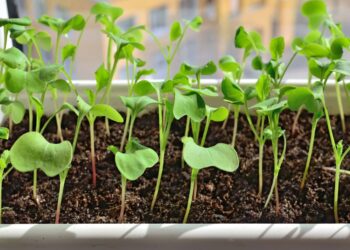 Sausio sėjos klaidos, kurias daro beveik visi: šių augalų dabar jokiu būdu neapsėkite