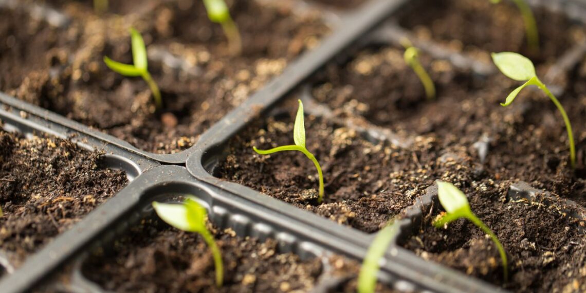 Sėjame paprikas: agronomai atskleidė stulbinančias naujas veisles derliui tiek lauke, tiek šiltnamyje