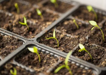 Sėjame paprikas: agronomai atskleidė stulbinančias naujas veisles derliui tiek lauke, tiek šiltnamyje