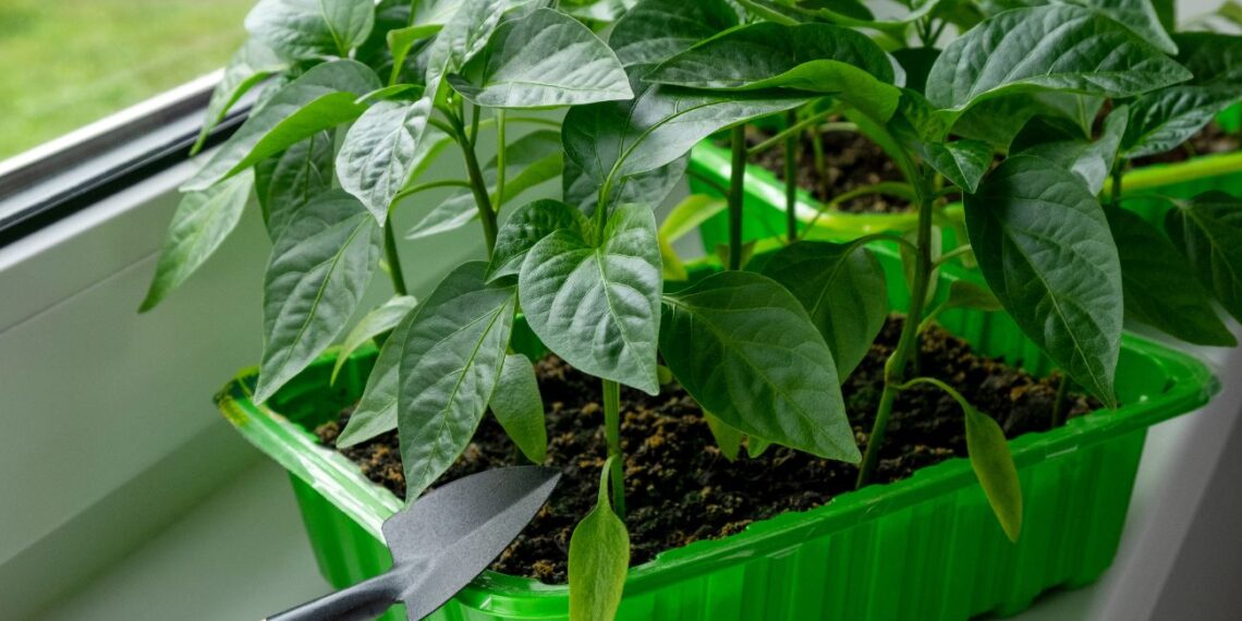 Sėjate paprikas daigams? Šios klaidos visi daro – daigai lieka silpni ir ištįsę