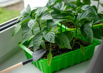 Sėjate paprikas daigams? Šios klaidos visi daro – daigai lieka silpni ir ištįsę