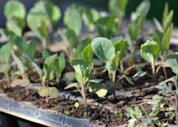 Sėk kopusto daigus jau dabar: viena dirvos gudrybė garantuos milžinišką derlių pavasarį