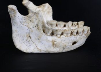 Sensacija Afrikoje: rasta 773 tūkst. metų senumo hominino kaukolė perrašo žmonijos istoriją