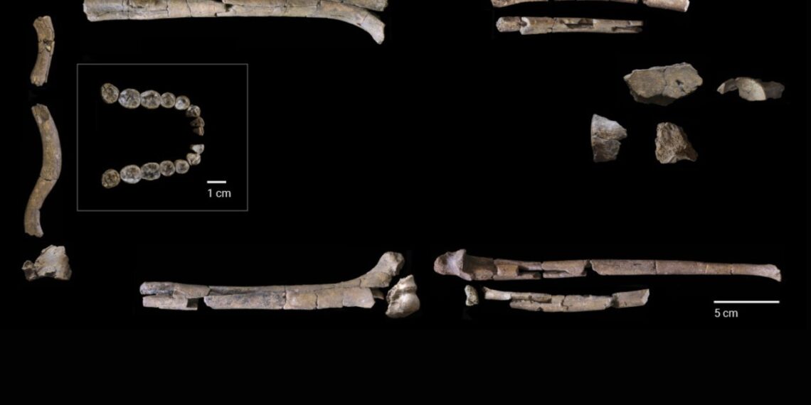 Sensacija: rastas beveik pilnas 2 mln metų Homo habilis skeletas atskleidžia netikėtas žmogaus kilmės paslaptis