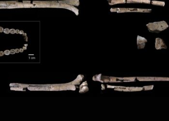 Sensacija: rastas beveik pilnas 2 mln metų Homo habilis skeletas atskleidžia netikėtas žmogaus kilmės paslaptis