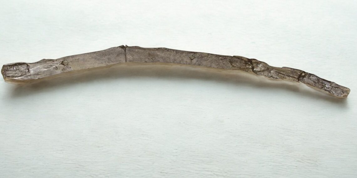 Sensacingas radinys Graikijoje: rastas beveik pusės milijono metų senumo žmogaus medinis įrankis