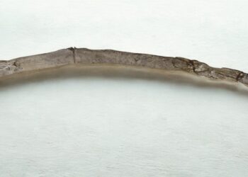 Sensacingas radinys Graikijoje: rastas beveik pusės milijono metų senumo žmogaus medinis įrankis