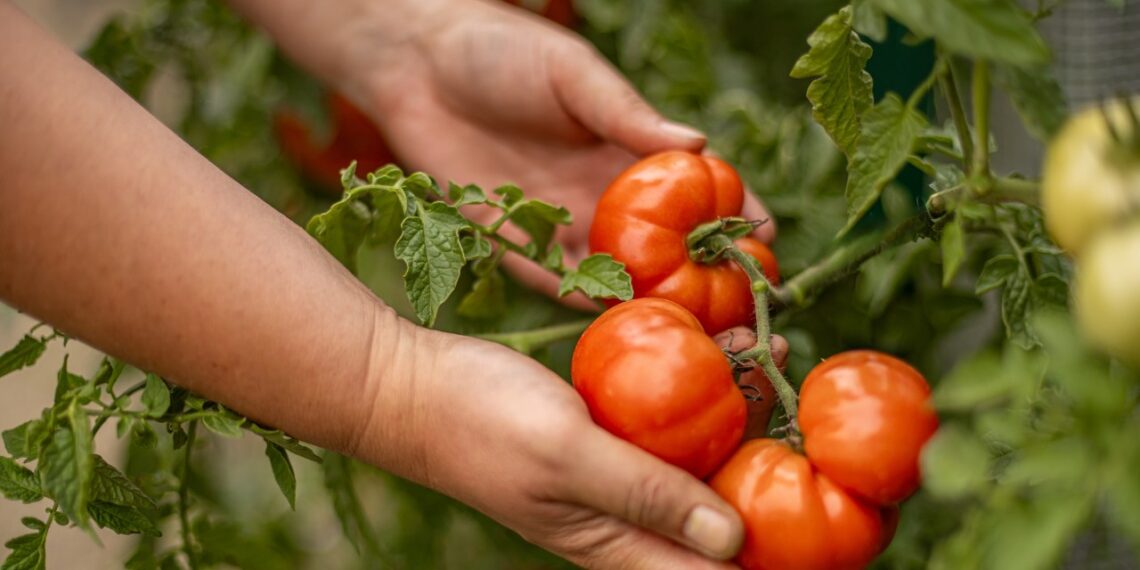 Sensacingos naujos 2026 metų pomidorų veislės: štai sąrašas, kurias pirkti jau dabar