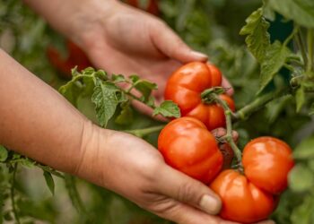Sensacingos naujos 2026 metų pomidorų veislės: štai sąrašas, kurias pirkti jau dabar