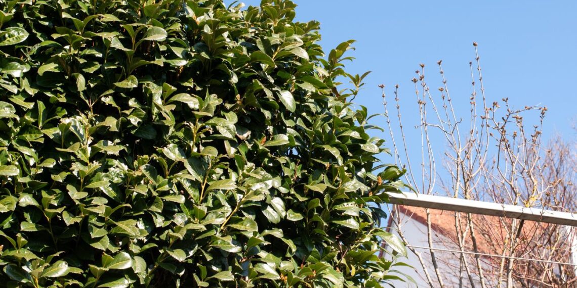 Ši gyvatvorės žvaigždė verčia pamiršti tujas: žydi, kvepia ir paverčia sodą prabanga