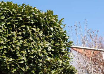 Ši gyvatvorės žvaigždė verčia pamiršti tujas: žydi, kvepia ir paverčia sodą prabanga