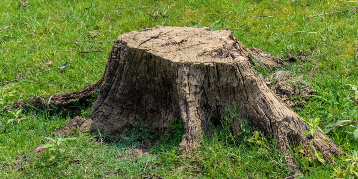 Šį parinktą miltą užbarstyk ant medžio kelmo – po mėnesio iš jo liks tik trupiniai!