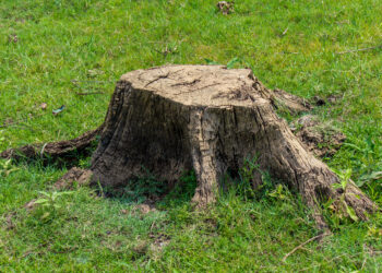 Šį parinktą miltą užbarstyk ant medžio kelmo – po mėnesio iš jo liks tik trupiniai!