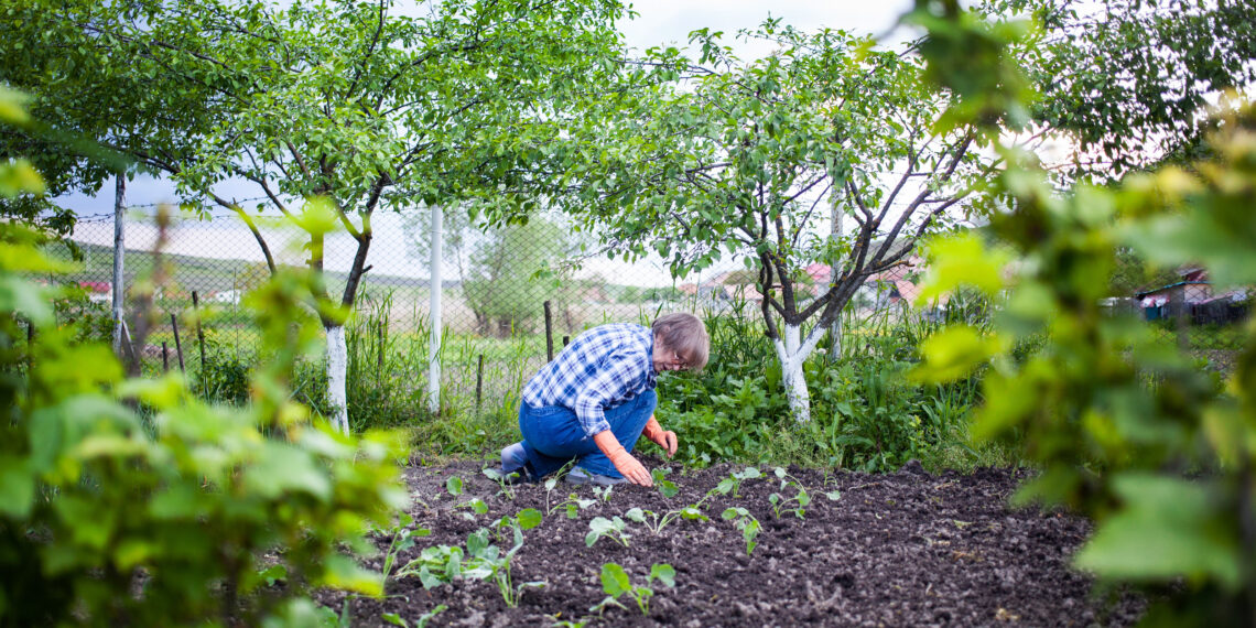 Šį rudenį suplanuok sodą taip, kad pavasarį kaimynai sprogs iš pavydo: visi slapti triukai