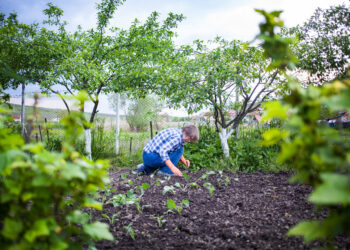 Šį rudenį suplanuok sodą taip, kad pavasarį kaimynai sprogs iš pavydo: visi slapti triukai