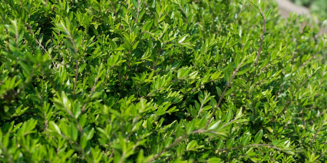 Ši stebuklinga gyvatvorė apgauna net ekspertus: atrodo kaip buksmedis, bet jos nepuola kenkėjai!