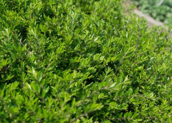 Ši stebuklinga gyvatvorė apgauna net ekspertus: atrodo kaip buksmedis, bet jos nepuola kenkėjai!