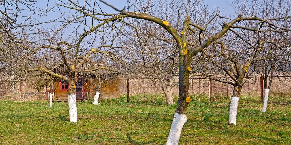 Šį žiemą tyliai puola slyvas ir vyšnias: pavojingas kenkėjas naikina visus kaulavaisius