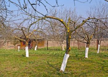 Šį žiemą tyliai puola slyvas ir vyšnias: pavojingas kenkėjas naikina visus kaulavaisius