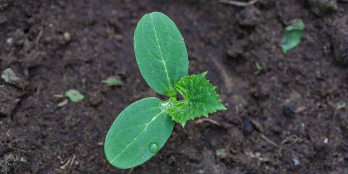 Šią žiemą nemesk šiukšliadėžėn: paprastas virtuvės lobis, kuris pavasarį stebuklingai storina agurkus ir pomidorus