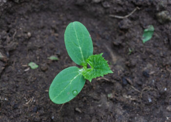 Šią žiemą nemesk šiukšliadėžėn: paprastas virtuvės lobis, kuris pavasarį stebuklingai storina agurkus ir pomidorus