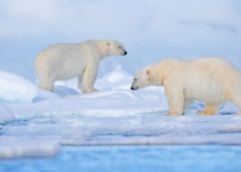 Siaubinga paslaptis lokių elgesyje glumina mokslininkus: kas iš tiesų vyksta?