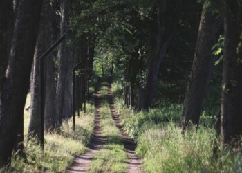 Šiaurės Lietuvoje – netikėtas atradimas: gyventojai atskleidė paslaptingas senųjų medžių alėjas