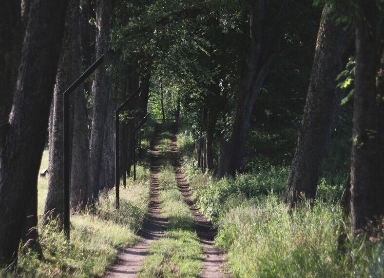 Šiaurės Lietuvoje – netikėtas atradimas: gyventojai atskleidė paslaptingas senųjų medžių alėjas