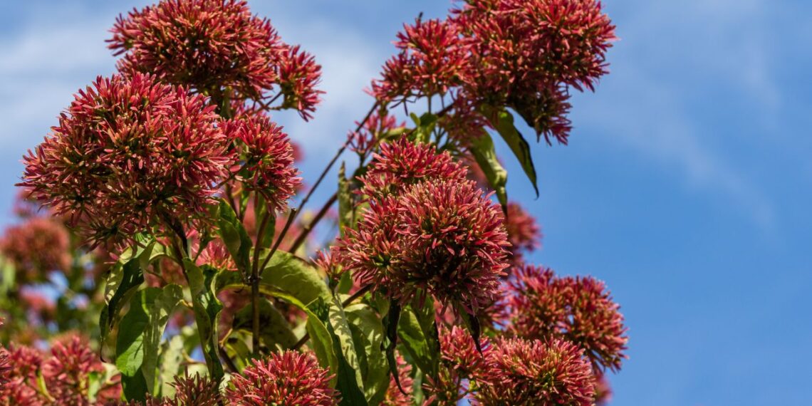 Šie kvapnūs žiedai nustelbia hortenzijas: sodink dabar ir mėgaukis nuostabiais žiedais