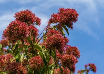 Šie kvapnūs žiedai nustelbia hortenzijas: sodink dabar ir mėgaukis nuostabiais žiedais