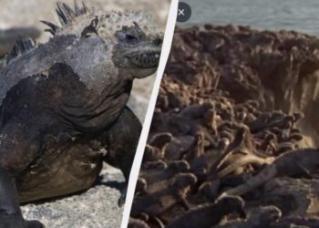 Šie vandenyno gyventojai čiaudo druska, valandą nekvėpuoja ir slepia stulbinančią paslaptį