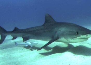 Kodėl Havajuose padažnėja tigro ryklių išpuoliai: ekspertai paaiškina priežastis