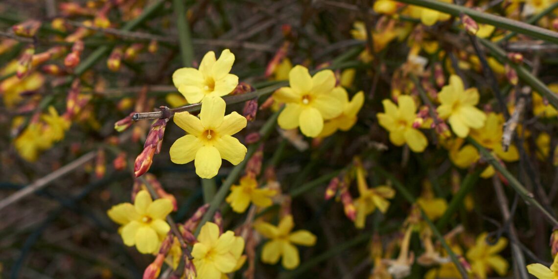 Šis nuostabus krūmas žydi net per speigus: bitininkai slepia, kodėl jis toks svarbus bitėms