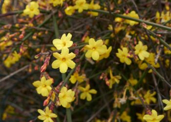 Šis nuostabus krūmas žydi net per speigus: bitininkai slepia, kodėl jis toks svarbus bitėms