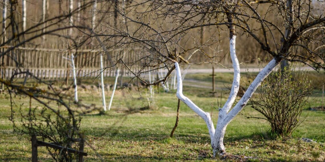 Šis žiemos triukas naikina sodo kenkėjus: pavasarį neberasite nei kirminų obuoliuose, nei šliužų