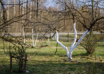 Šis žiemos triukas naikina sodo kenkėjus: pavasarį neberasite nei kirminų obuoliuose, nei šliužų