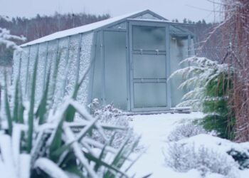 Šitą gudrybę žiemą sklaido po savo sodą: nuo tada pelės ir žiurkės ten nė nosies nekiša