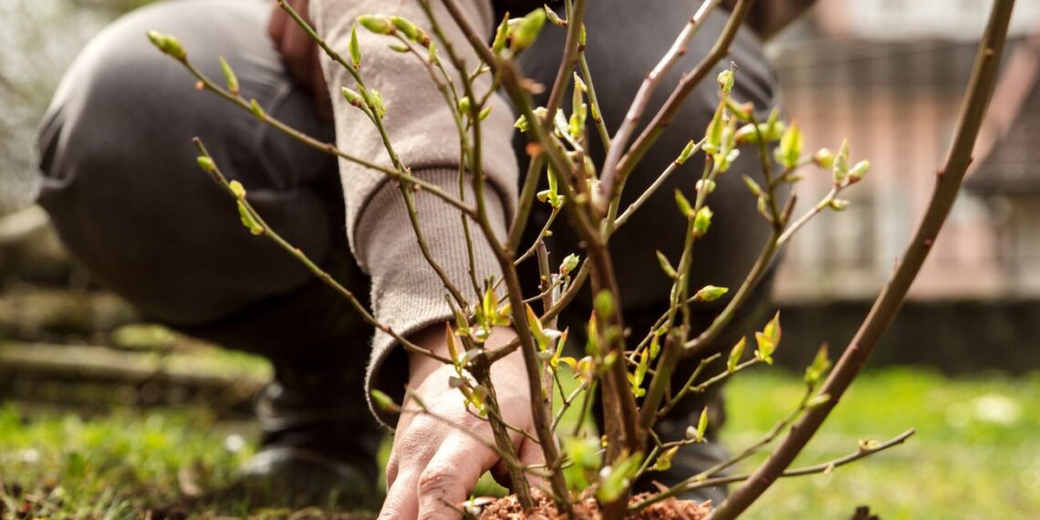 Šių augalų NIEKADA nesodinkite šalia šilauogių: sustabdys augimą ir sunaikins derlių
