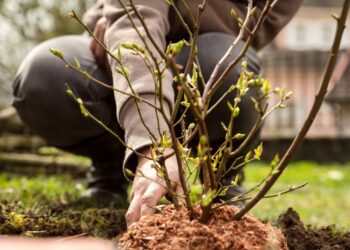 Šių augalų NIEKADA nesodinkite šalia šilauogių: sustabdys augimą ir sunaikins derlių