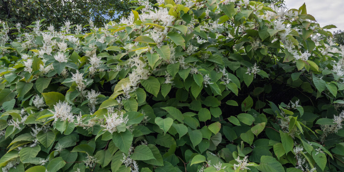 Šių augalų šaknys pramuša net betoną ir darko fasadus: klaida, kuri gali brangiai kainuoti