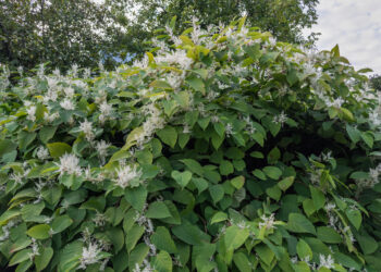 Šių augalų šaknys pramuša net betoną ir darko fasadus: klaida, kuri gali brangiai kainuoti