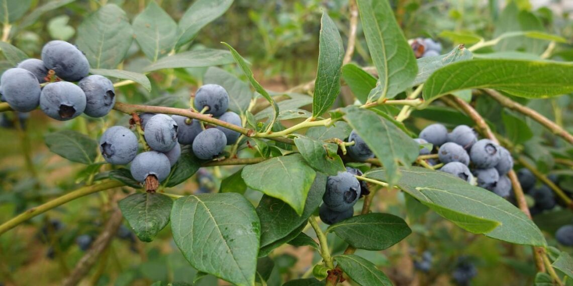 Šių augalų šalia šilauogių NIEKADA nesodinkite: stabdys augimą ir sunaikins derlių