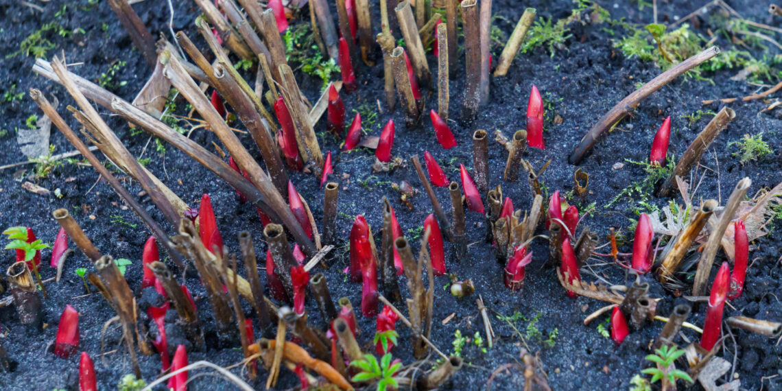 Šių klaidų nedaryk: kaip išsaugoti bijūnus per žiemą, kad jauni krūmai nežūtų nuo šalčių