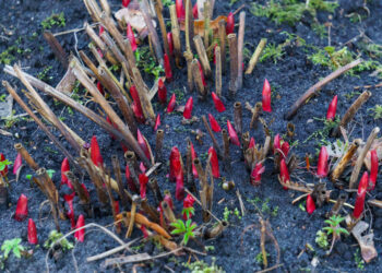 Šių klaidų nedaryk: kaip išsaugoti bijūnus per žiemą, kad jauni krūmai nežūtų nuo šalčių