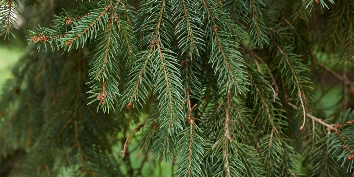 Šių medžių NIEKADA nesodinkite prie namo: ardomi pamatai, trūkinėja kanalizacija, milžiniški nuostoliai!