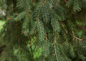 Šių medžių NIEKADA nesodinkite prie namo: ardomi pamatai, trūkinėja kanalizacija, milžiniški nuostoliai!