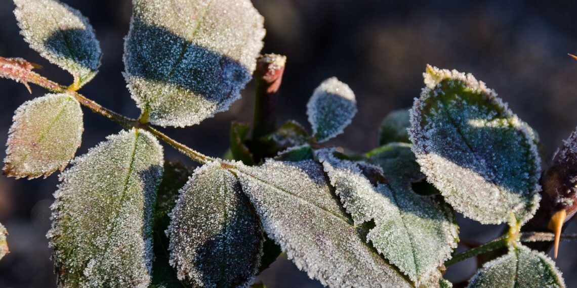 Šių populiarių sodo augalų neišgyvensite be apsaugos: klaida, kuri kasmet kainuoja derlių