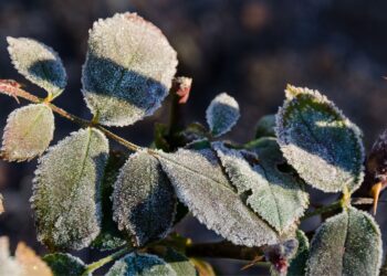 Šių populiarių sodo augalų neišgyvensite be apsaugos: klaida, kuri kasmet kainuoja derlių
