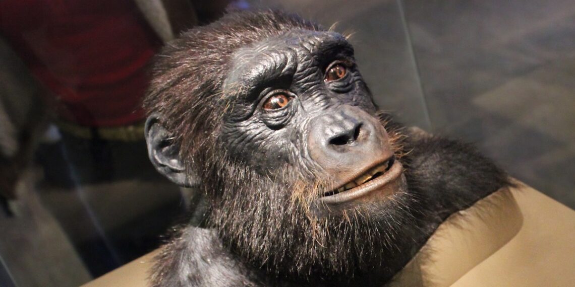 Skandalingas atradimas: prieštaringai vertinamas protėvis padarė šiurpiai žmogišką poelgį, šokiruojantį mokslininkus