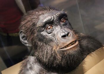 Skandalingas atradimas: prieštaringai vertinamas protėvis padarė šiurpiai žmogišką poelgį, šokiruojantį mokslininkus